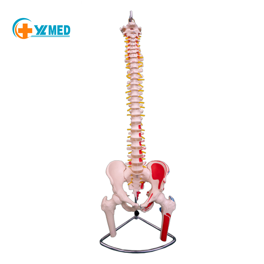 Natural large spine attached to pelvis and half leg bone attached to muscle coloring model