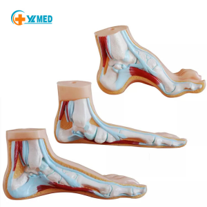 PVC flat foot and arch model foot structure teaching display model for medical science education