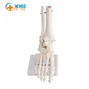 Ankle Joint Anatomy Model Foot Joint Bone Model Anatomical Anatomy Teaching PVC Medical School Student Classroom Clinic CE/ISO
