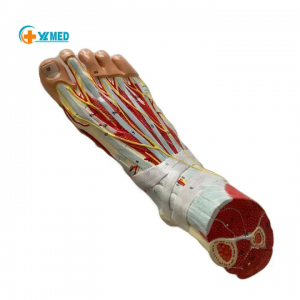 Detachable 9 Parts Foot Joint Muscle Anatomy Model with Ligament Neurovascular