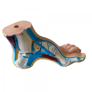 PVC flat foot and arch model foot structure teaching display model for medical science education