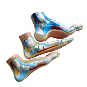 PVC flat foot and arch model foot structure teaching display model for medical science education
