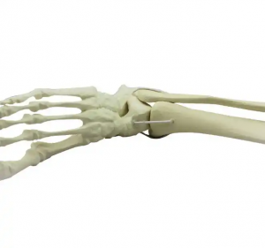 Биологическая модель, обучающие пособия, пластиковая модель скелета костей стопы человека для медицинской науки