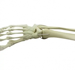 Bahan bantu mengajar model biologi Human Plastic Foot Bone Skeleton Model untuk sains perubatan