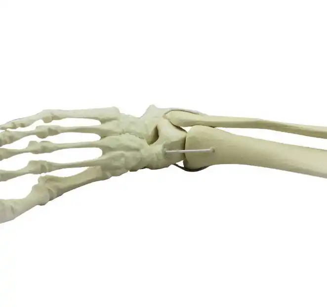 Biological model teaching aids Human Plastic Foot Bone Skeleton Model for medical science