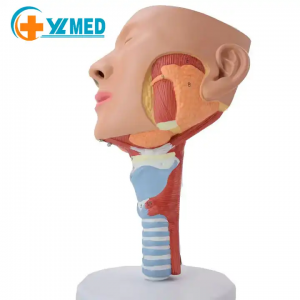 Medical science Human anatomy teaching resources Plastic Human Head with Pharynx Muscles Anatomical Model