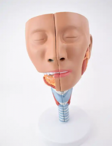 Medical science Human anatomy teaching resources Plastic Human Head with Pharynx Muscles Anatomical Model