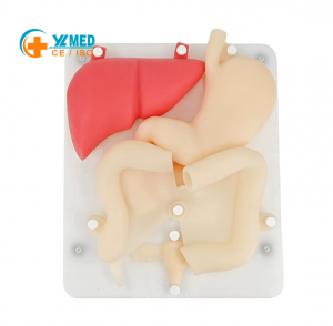 Medical Science Life Size Laparoscopic Training Manikin Organ Model Advanced PVC Natural Color for Teaching Simulation Training
