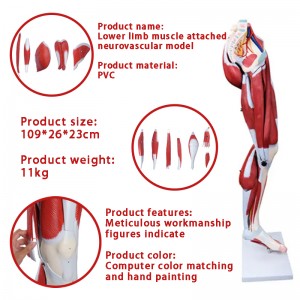 Medical Education Teaching Equipment Human Muscle Model Human Muscle Anatomy Model Muscles of the Human Leg 13 Parts