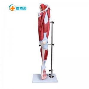 Life-size Human Lower Limb Muscle Leg Model Structure Anatomy Model Motor Nervous System Leg Bone Rehabilitation Exercise
