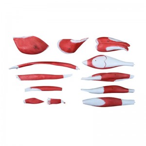 Medical Education Teaching Equipment Human Muscle Model Human Muscle Anatomy Model Muscles of the Human Leg 13 Parts
