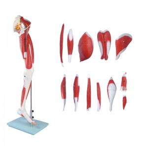 Medical Education Teaching Equipment Human Muscle Model Human Muscle Anatomy Model Muscles of the Human Leg 13 Parts