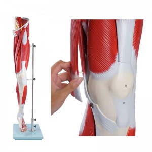 Medical Education Teaching Equipment Human Muscle Model Human Muscle Anatomy Model Muscles of the Human Leg 13 Parts