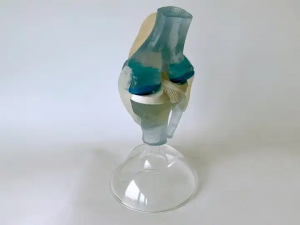 Chifaniziro cha Mafupa a Munthu Zida Zophunzitsira Zophunzitsira Zachipatala Chitsanzo Transparent Knee Joint Ligament Model