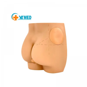 Human Anatomy Intramuscular Injection Simulator for Nursing Students Training Buttock Injection Model