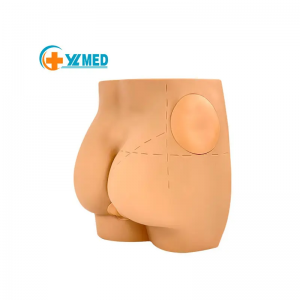 Advanced Medical science muscle Intramuscular injection Simulator for teaching nurse training Buttocks model