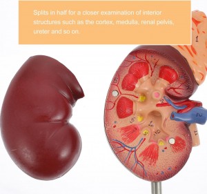 Medical Science 2-Parts Urinary System Model for Teaching Use Class Tools Human Kidney Anatomy Model