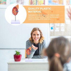 Skin Model 35X Enlarged Anatomical Skin Model Skin Layer Structure Model with Hair 3 Dimensional Skin Teaching Tool for Learning Teaching