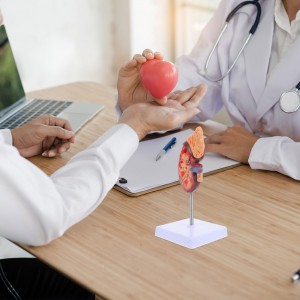 Skin Model 35X Enlarged Anatomical Skin Model Skin Layer Structure Model with Hair 3 Dimensional Skin Teaching Tool for Learning Teaching