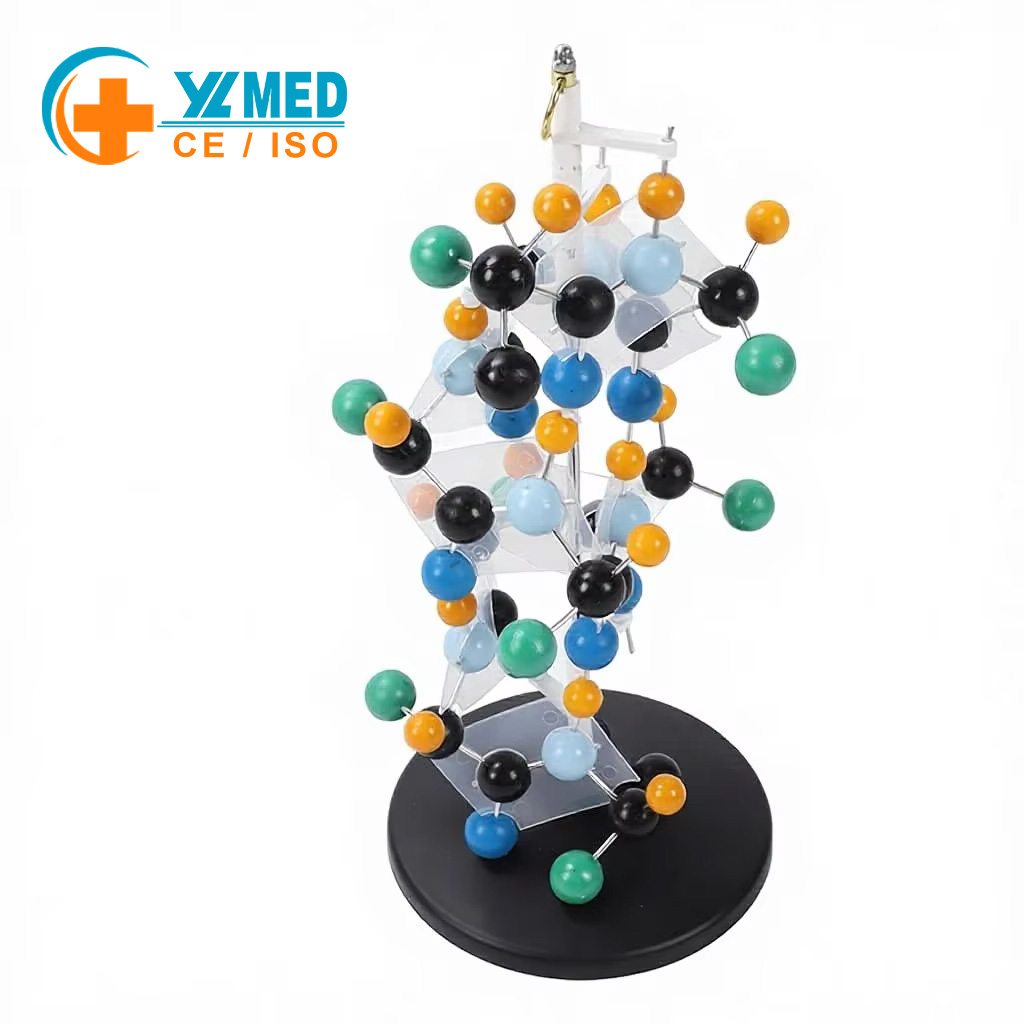 Protein Molecular Model Colorful Classroom 3D Modeling Easy Learning Non-Electric Building Biochemistry Measurement Kits No Size