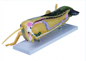 Medical Science Enlarged Locust Structure Animal Model free 3d animal model life size animal model
