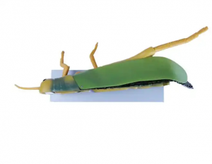 Medical Science Enlarged Locust Structure Animal Model Free 3d Animal Model Life Size Animal Model