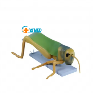 Medical Science Enlarged Locust Structure Animal Model Free 3d Animal Model Life Size Animal Model