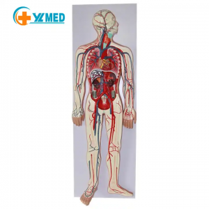 High Quality Medical science Human Blood Circulation System Embossed Model human blood circulation anatomy model