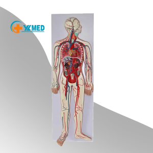 Mudellu di Circulazione di Sangue Modellu di Sistema Circulatoriu Anatomicu Mudellu di l'Organu Viscerale di u Coru Modellu Anatomicu Aids per l'Insegnamentu Medicu