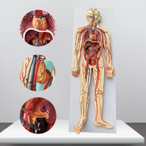 Blodsirkulasjonsmodell Anatomisk sirkulasjonssystem Modell Hjerte Visceralt organ Anatomisk modell Medisinske læremidler