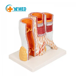 Arterial vein blood vessel dissection model human blood vessel dissection enlarged model blood vessel section model