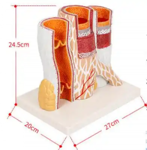 Arterial vein blood vessel dissection model human blood vessel dissection enlarged model blood vessel section model