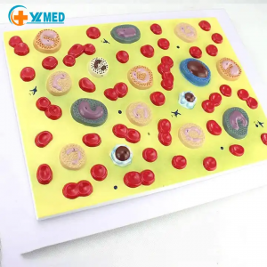 Human medical blood cell model Anatomical blood cell model research display teaching medical model