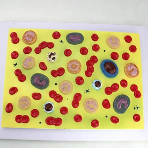 Human medical blood cell model Anatomical blood cell model research display teaching medical model