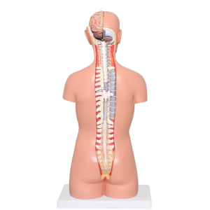 Medical Torso Human Body Model Anatomy Doll 17 Removable Parts Sexless Anatomical Torso Model Education Organs Model Teaching