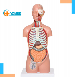 Medical Torso Human Body Model Anatomy Doll 17 Removable Parts Sexless Anatomical Torso Model Education Organs Model Teaching