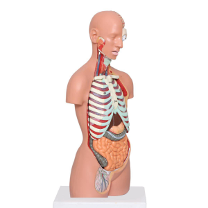 Medical Torso Human Body Model Anatomy Doll 17 Removable Parts Sexless Anatomical Torso Model Education Organs Model Teaching
