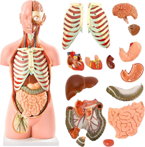 Medical Torso Human Body Model Anatomy Doll 17 Removable Parts Sexless Anatomical Torso Model Education Organs Model Teaching