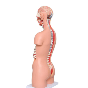 Medical Torso Human Body Model Anatomy Doll 17 Removable Parts Sexless Anatomical Torso Model Education Organs Model Teaching