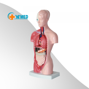 İnsan vücudu 28 cm tıbbi gövde modeli Anatomi bebek 15 ayrılabilir parça Eğitim organları Öğretim öğrenme sınıfı öğrenci modeli