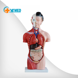 Medical education 42CM female torso model 13 pieces