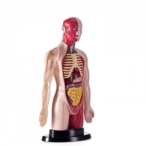 Plastic assembled anatomical model children’s toys education human anatomy science experiment human toys for kids
