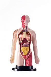 प्लॅस्टिक असेंबल केलेले शरीर रचना मॉडेल मुलांची खेळणी शिक्षण मानवी शरीरशास्त्र विज्ञान प्रयोग मुलांसाठी मानवी खेळणी