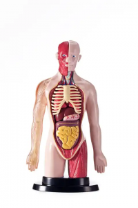 Plastic assembled anatomical model children's toys education human anatomy science experiment human toys para sa mga bata