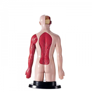 Plastic assembled anatomical model children’s toys education human anatomy science experiment human toys for kids