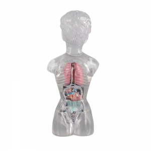 18cm Transparent Torso Anatomy Model Student Teaching Tool for Studying Human Internal Organs for Medical Science