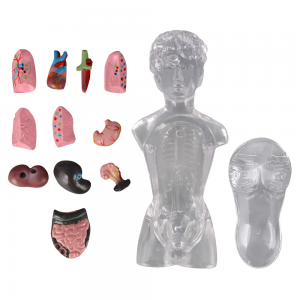 18cm Transparent Torso Anatomy Model Student Teaching Tool for Studying Human Internal Organs for Medical Science