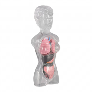 18cm Transparent Torso Anatomy Model Student Teaching Tool for Studying Human Internal Organs for Medical Science