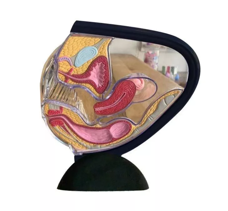 Uterus Model Female Transparent Uterine Anatomy Model Pelvic Cavity Rectum Teaching Model for Medical Educational Training (Black)