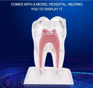 Tooth Dental Model for Student Practice Medical Science Anatomical Model Carton Box Standard Teeth Artificial Enlarged Natural